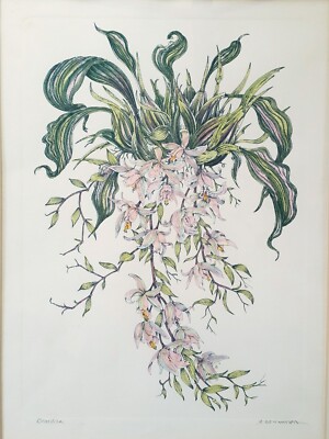 Dan Mitra original hand colored botanical etching ''Brazilica'', 21 inches