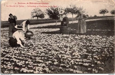 S23239 cpa 45 approx. de Pithiviers - the saffron harvest ..