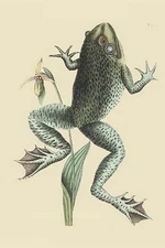 Bull Frog Mark Catesby Poster Print