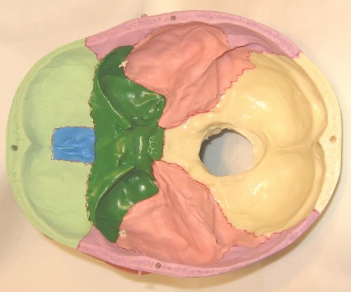 Lebensgröße Farbe Mensch Medizin Anatomischer Schädel Modell Schüler Lehrer Farbe Neu - Bild 4 von 7