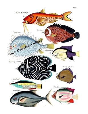 Fantastical Fish Illustration #3 by Louis Renard in 1782