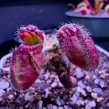 Pitcher Plant Cephalotus Carnivorous Plants for sale | eBay