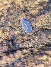 Plain Tung Song Isopods   Live Isopods   Bioactive Clean-Up Crew   10 Count
