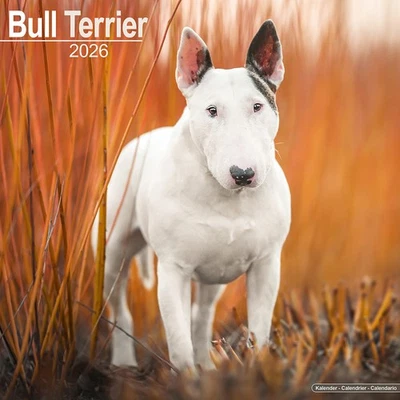 MARBLE CITY PRESS Bull Terrier Calendar 2026 | 12x24" 16 Months | Dog Breed Gift Wall | Avonside