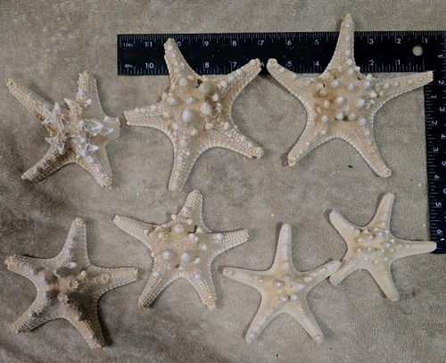 7X PCS DRIED KNOBBY HORNED STARFISH 4-6" STAR SEA SHELL WEDDING CRAFTS GENUINE 