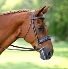 KL Select Lexington Bridle
