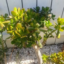 Jade Plant, Money Tree Plant, Lucky Plant, Good Luck Succulent Bonsai Houseplant