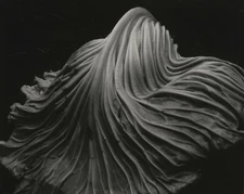 Edward Weston - Cabbage Leaf (1931) - 17" x 22" Fine Art Print