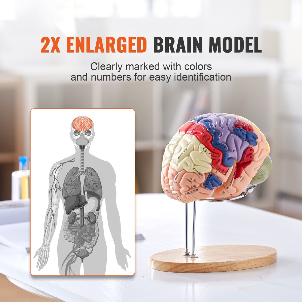Uimoso Human Brain Model Anatomy Teaching Brain Model 4-Part