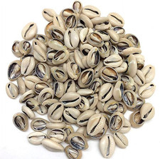 100 Pcs White and Lvory Natural Cowrie Shells Beads Oval Beach Seashells African