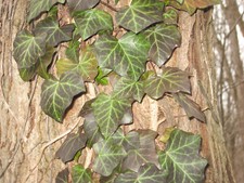 LIVE English Ivy Cuttings 10ft. total aggregate length w/Roots READY TO PLANT