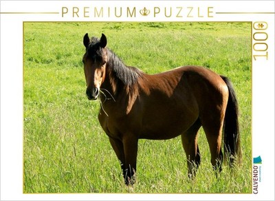 CALVENDO Puzzle Pferd auf der Weide 1000 Teile Puzzle quer | 1000 Teile Lege-Grö