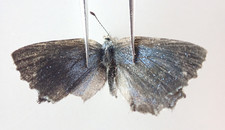 L11770. Unmounted butterflies: Lycaenidae sp. North Vietnam. New area!!!!!!!!!