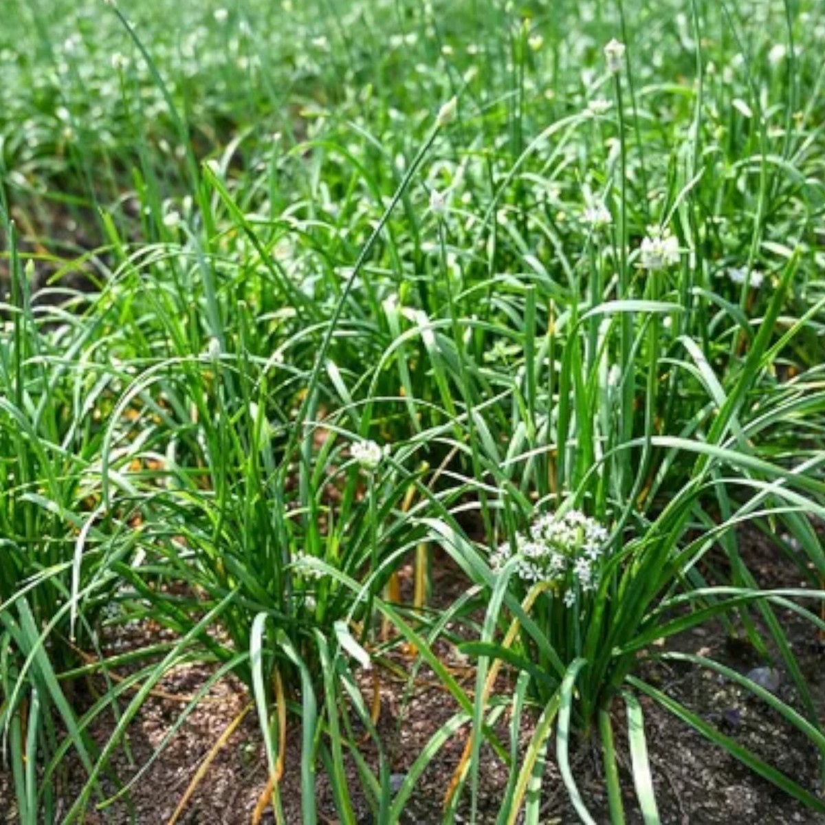 Organic Garlic Chive Seeds – 2 Packs, Non-GMO Heirloom, Perennial, 800mg – Grown In USA, Chemical-Free, High Germination – Culinary & Pollinator Friendly