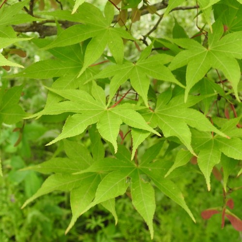 Acer palmatum 'Osakazuki' | Japanese Maple Deciduous Garden Plant Tree In Pot - Picture 8 of 18