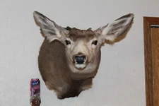 Mule Deer Head Shoulder Mount Taxidermy Mount Antler Hunt Whitetail Rack Hide