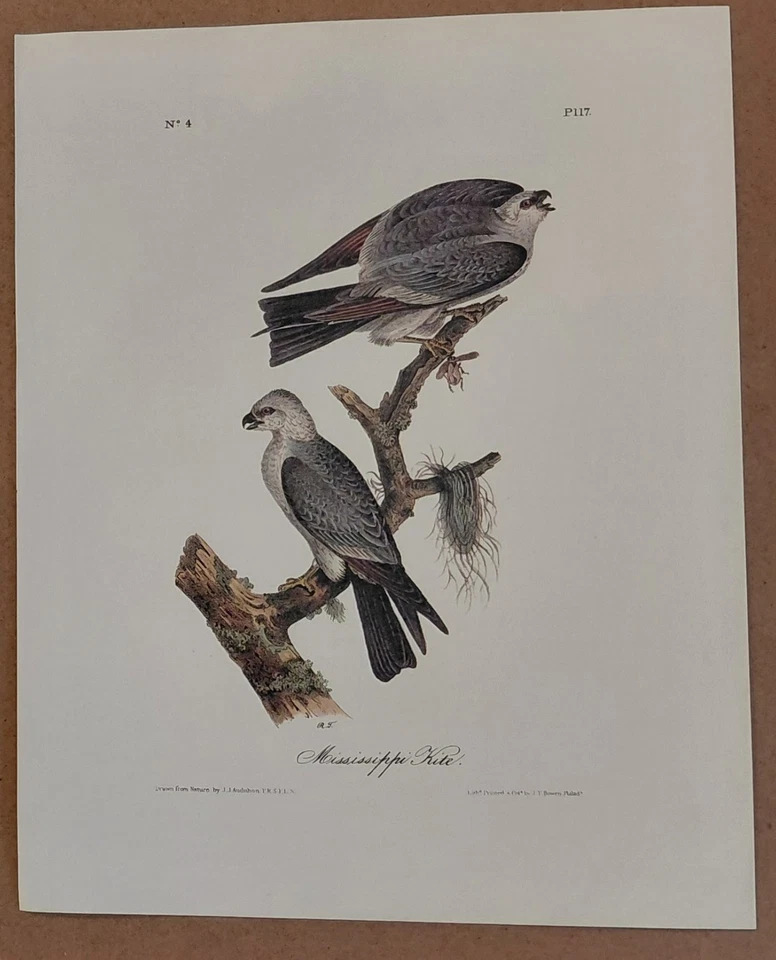 2 Audubon Octavo Birds 1ª Edición MS Kite Pl 117 y Swallow Hawk Pl 18 Impresión de Libro Foto 4 de 4