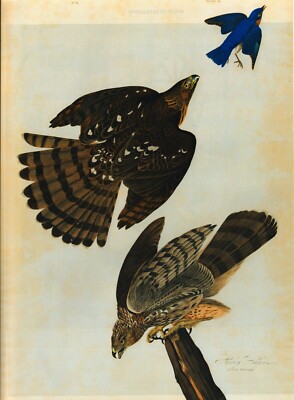 John James Audubon - Die Habichte, ca. 1827, Druck Leinwand auf Keilrahmen