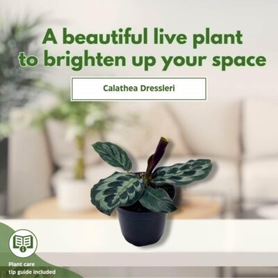 golden queen efeutute Groe Efeutute Marble Queen | Epipremnum