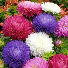 500+Powder Puff China Aster Seeds Rainbow Chrysanthemum Mix Cut flowers USA