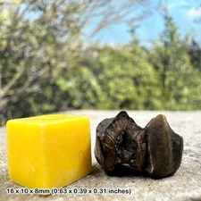 Deer tooth fossil (odocoileus virginianus) | pleistocene era | genuine specimen