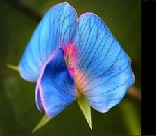 5 Rare King TUT Blue Sweet Pea Seeds for Planting - Lathyrus sativus azureus - H