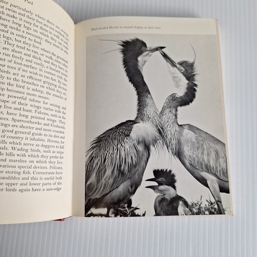 1969 BIRDS In An African National Park by Rennie Bere HCDJ 1st Ed Ornithology - Picture 20 of 24
