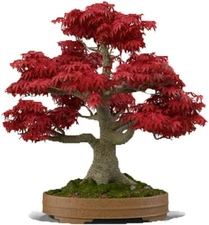 20 Seeds Red Japanese Maple Tree Bonsai Seeds