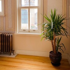 Yucca Filamentosa Adam's Needle Tropical House Plant Seeds - 20 Rare Seeds