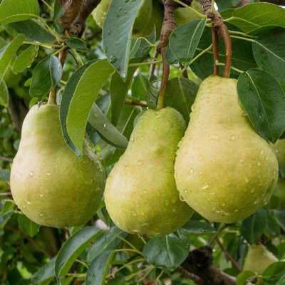 PIANTA DA FRUTTO PERO WILLIAMS BIANCA in vaso 20 età 2/3 anni (foto reali)