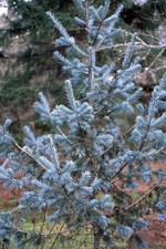 Pseudotsuga menziesii var. glauca 20 Seeds | Rocky Mountain Douglas