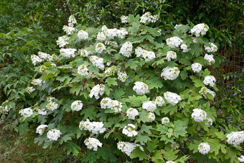 Snow Queen Oakleaf Hydrangea Live Plant - 14+ Inches Tall - Hydrangea Quercifolia  