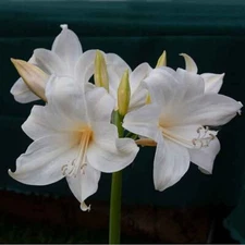 White Belladonna Amaryllis Bulb, Pretty Flowers,Please Check our other items