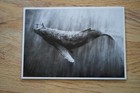 Pejac - Ahab print Lottery Ticket Postcard Limited Edition Art Print