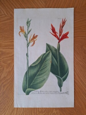 JOHANN WEINMANN MEZZOTINT GRAVUR BOTANISCHE ILLUSTRATION 1737 CANNA