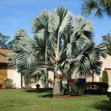Silver Bismarckia Palm Tree - 5 Seeds, Bismarckia Nobilis 2024