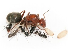 RARE Mimic Honeypot Ants Myrmecocystus Mimicus Queen Ant Colony 1-5W Live Feeder