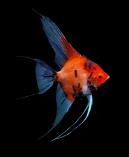 Live Fancy Fish – Red Devil (SUPER RED) Angel Fish VIP Grade, Rare Line-Bred Pte