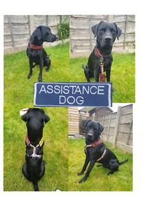 assistance dog patches