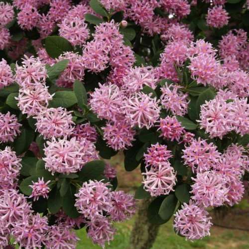 Dais Cotinifolia Pom Pom Tree 15 Seeds Ebay Dais Cotinifolia Pom Pom Tree 15 Seeds Ebay