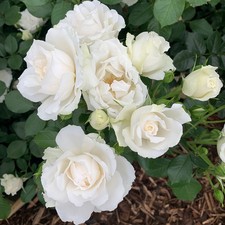 Harkness Roses, Gift Roses, Diana Princess of Wales, White Flowers, 4L Potted