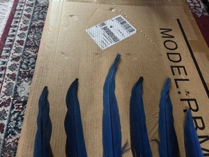 6 Long Beautiful Blue Gold Macaw Parrot Tail Feathers 18” - 21”