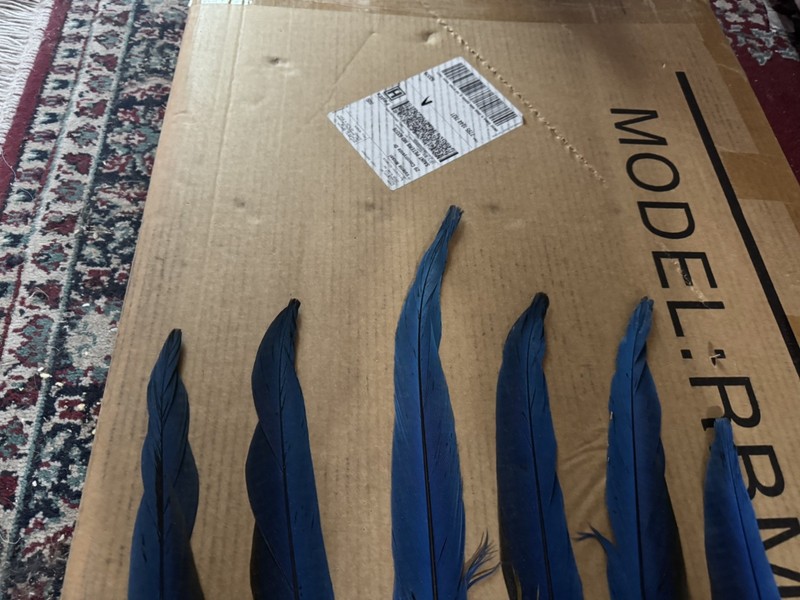 6 Long Beautiful Blue Gold Macaw Parrot Tail Feathers 18” - 21”