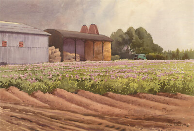 David William Burley (1901-1990) - 1984 Aquarell, Kartoffelfelder