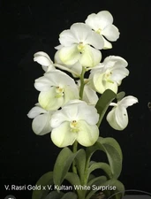 V. Rasri Gold X V. Kultana White Surprise , Seedling Orchids