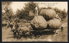 Pferdewagen mit riesigen Kürbissen, Ansichtskarte 