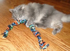 Organic Wild Catnip Cat Toy - Big Fleece Rope - with fresh wild catnip free ship