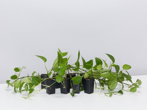 Green Jade Pothos Plant Box - Picture 6 of 6