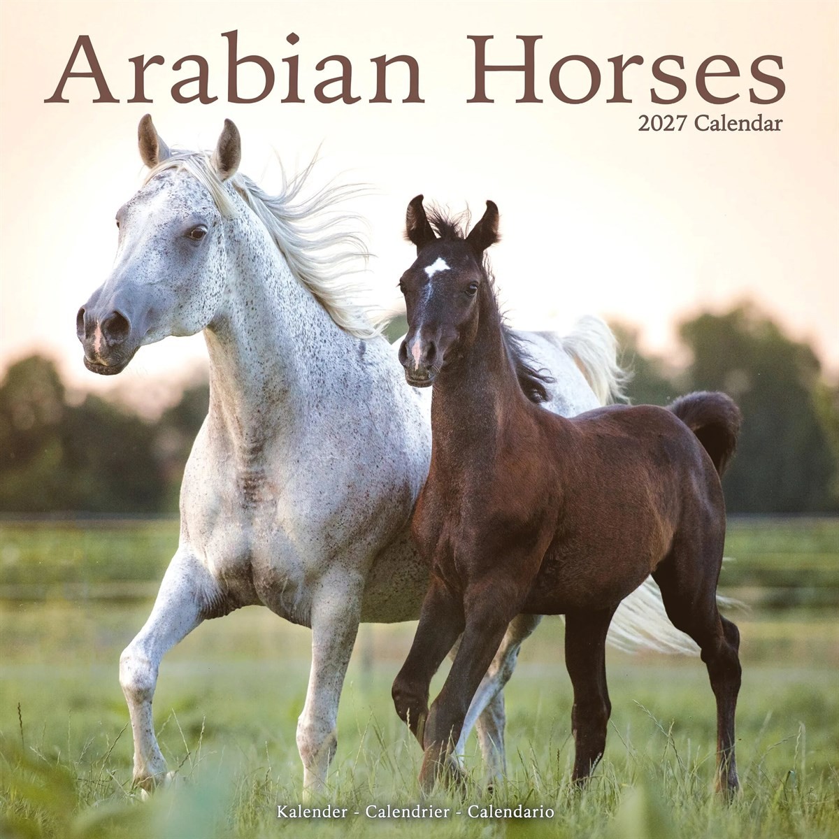 Arabian Horses Calendar 2027, Wall Calendars, Month To View, Animals, Gift