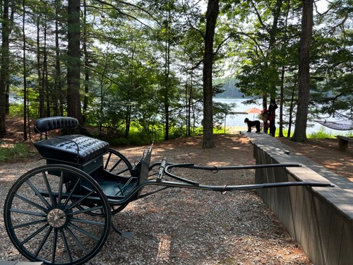 Beautifully finished green buckeye driving cart for small-to-medium horse